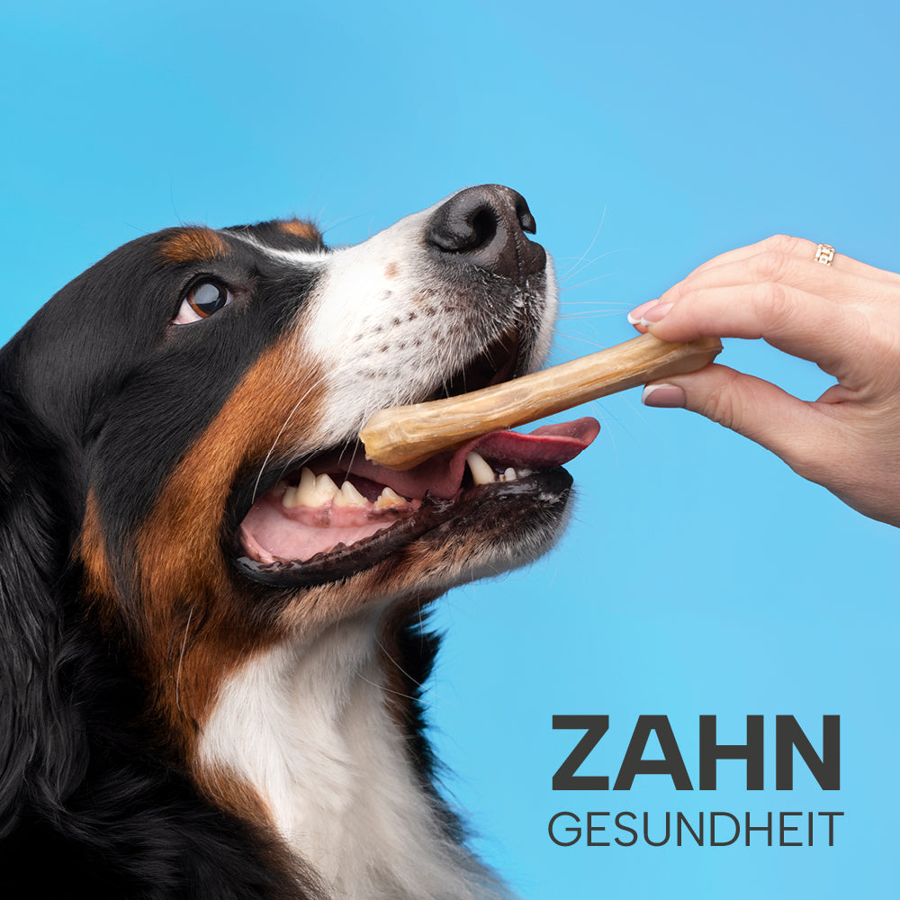 Hund mit Knochen vor blauem Hintergrund