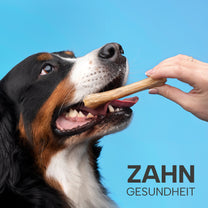 Haustier mit Zahnbürste – PetYu Mundhygiene+ für gesunde Zähne und Zahnfleisch