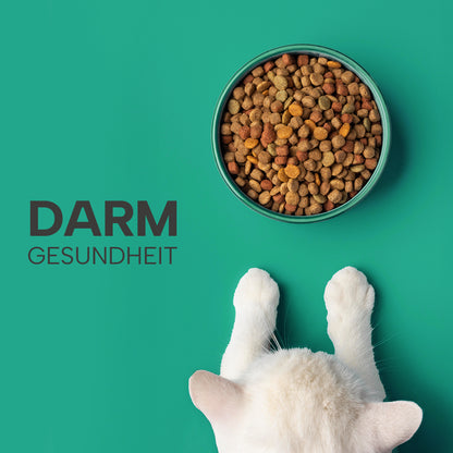 Katze mit Futternapf vor grünem Hintergrund