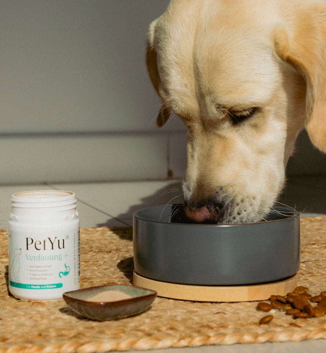 Hund frisst Futter mit petyu Pulver aus Napf